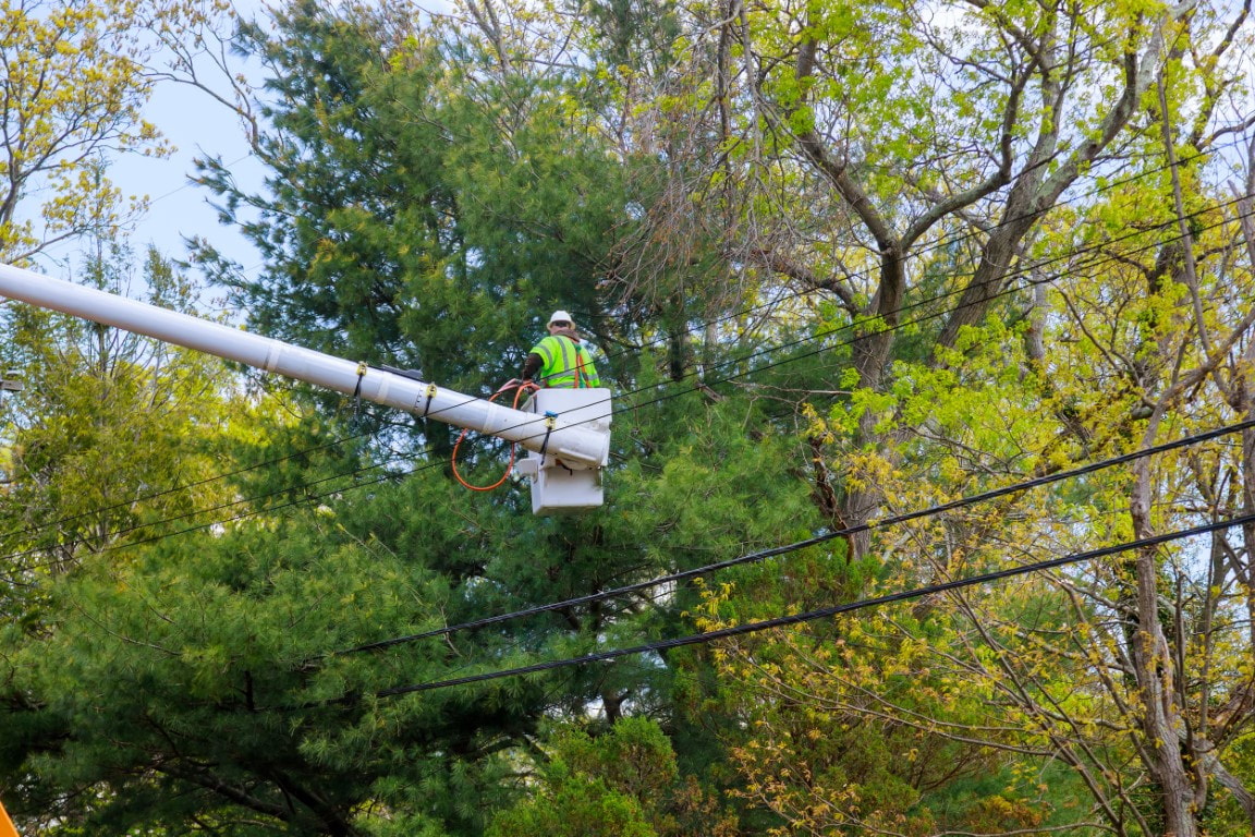 An image of Tree Trimming Services in Brentwood, TN
