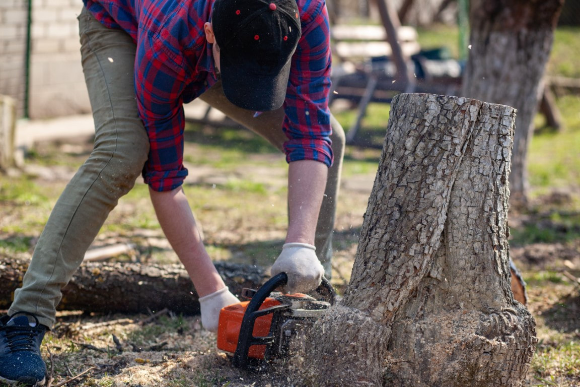 An image of Stump Removal Services in Brentwood, TN