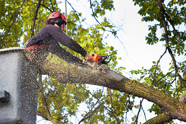 An image of Tree Removal Services in Brentwood, TN
