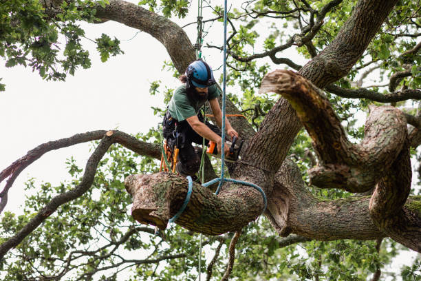 An image of Tree Removal Services in Brentwood, TN
